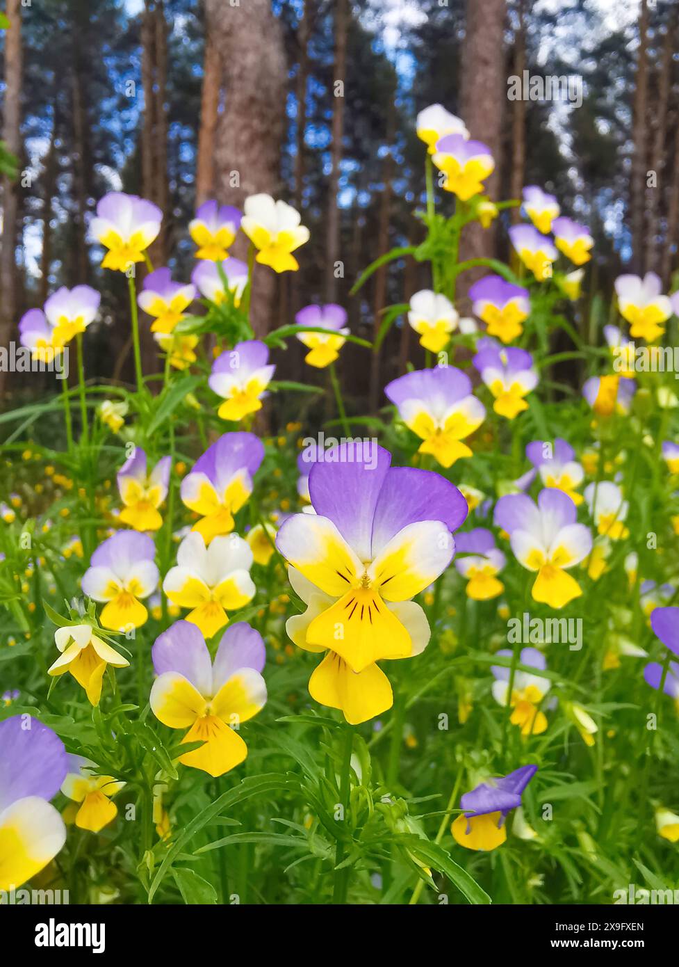 pansie di fiori della foresta selvatica sullo sfondo della foresta Foto Stock