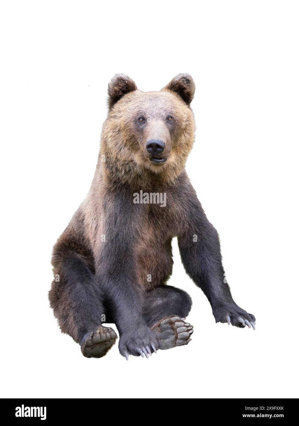 orso marrone seduto isolato su sfondo bianco Foto Stock