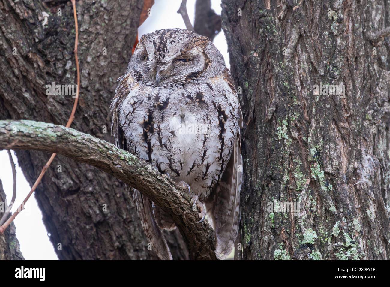 Gufo africano (Otus senegalensis), Limpopo, Sudafrica Foto Stock