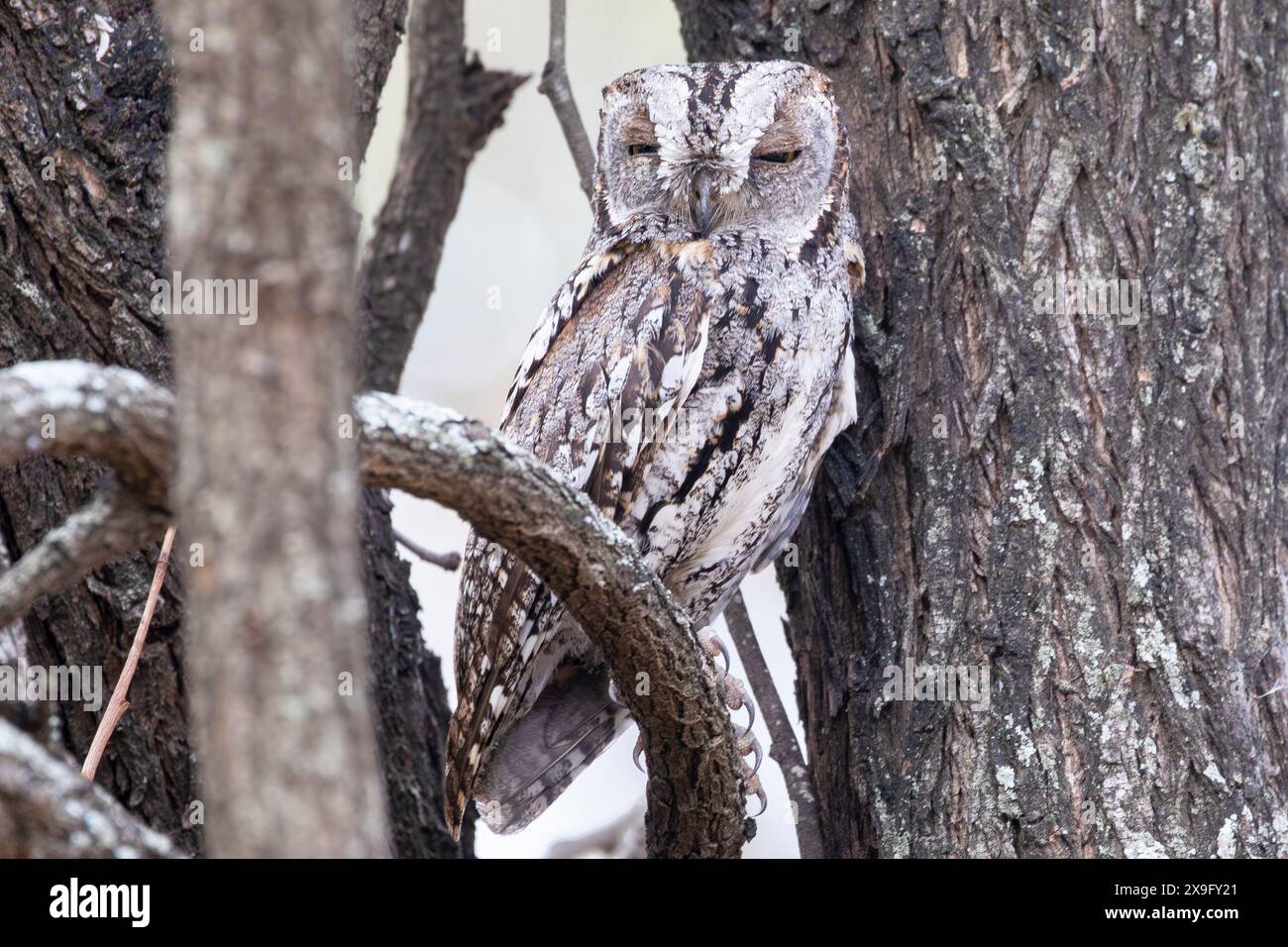 Gufo africano (Otus senegalensis), mimetizzato in un albero al tramonto, Limpopo, Sudafrica Foto Stock