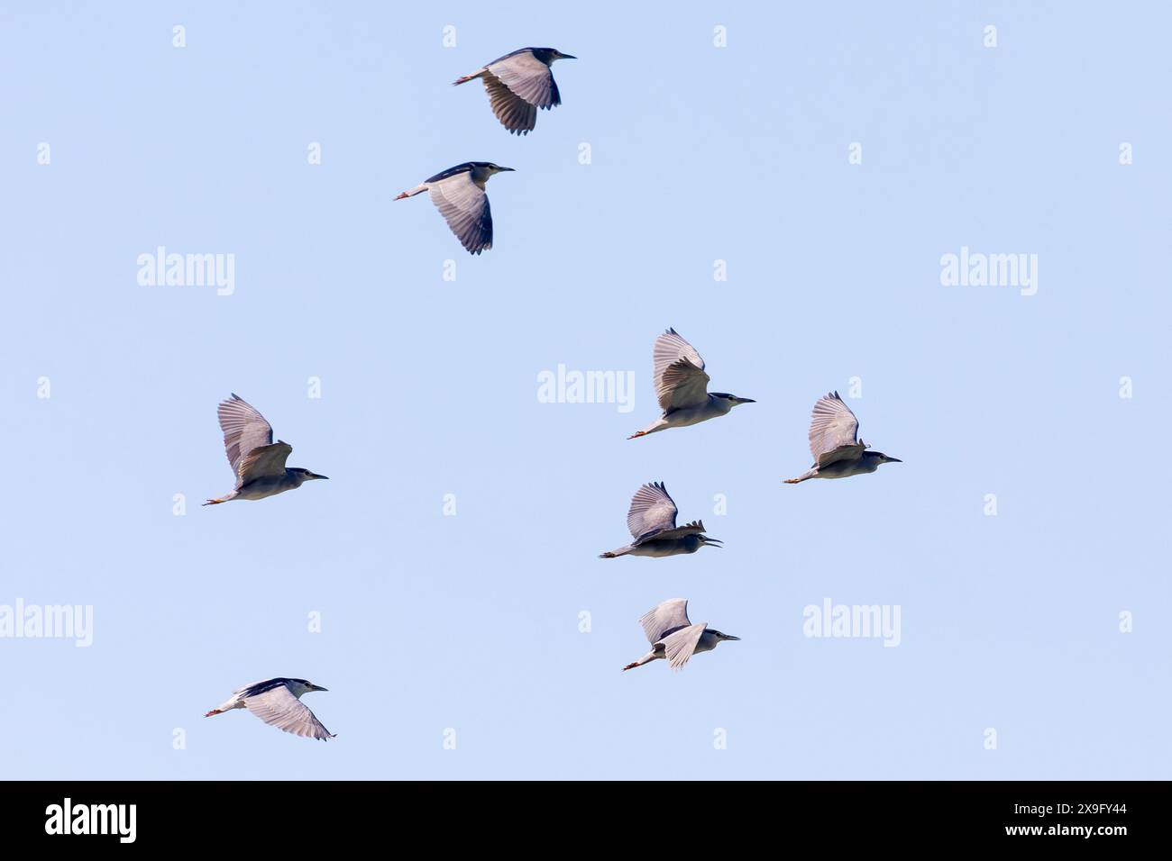 Black-Crown Night Heron (Nycticorax nycticorax), Flock Flying al tramonto, Berg River Estuary, Velddrif, West Coast, Sud Africa Foto Stock