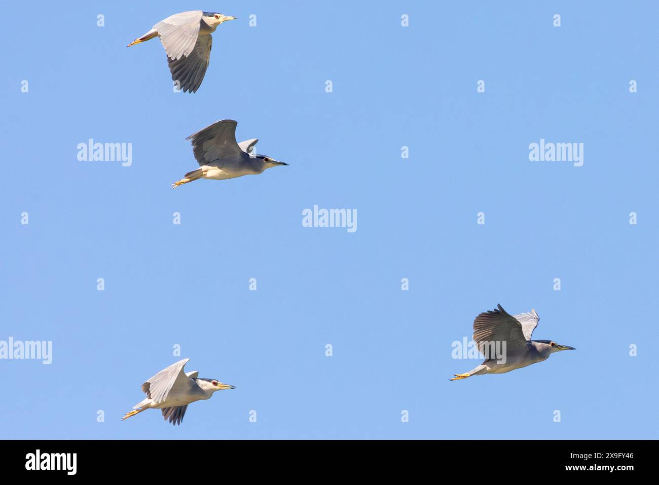 Stormo di Herons della Corona Nera (Nycticorax nycticorax) che sorvolano l'estuario del fiume Berg, Velddrif, costa occidentale, Sudafrica Foto Stock