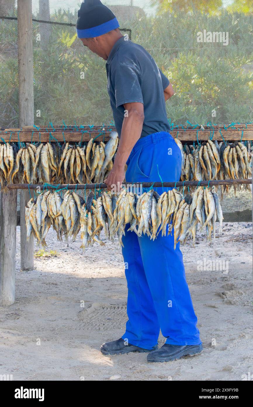 Lavoratore che controlla Bokkoms, una prelibatezza della costa occidentale, che si asciuga sotto rete al sole a Bokkomlaan, Velddrif, Sud Africa Foto Stock