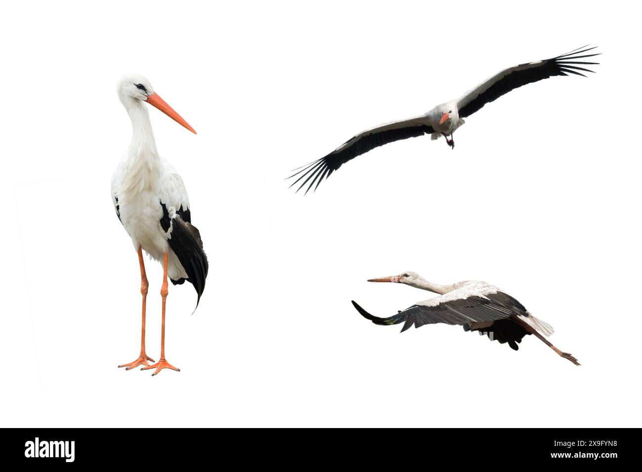 collage uccello cicogna in volo isolato su sfondo bianco Foto Stock collage uccello cicogna in volo isolato su sfondo bianco Foto Stock