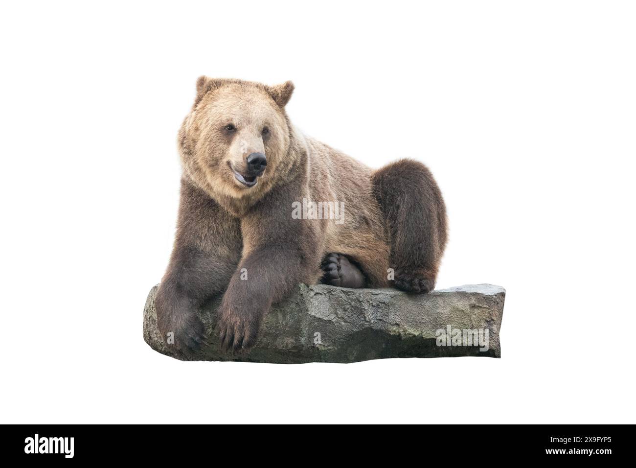 l'orso bruno giace su una pietra isolata su sfondo bianco Foto Stock