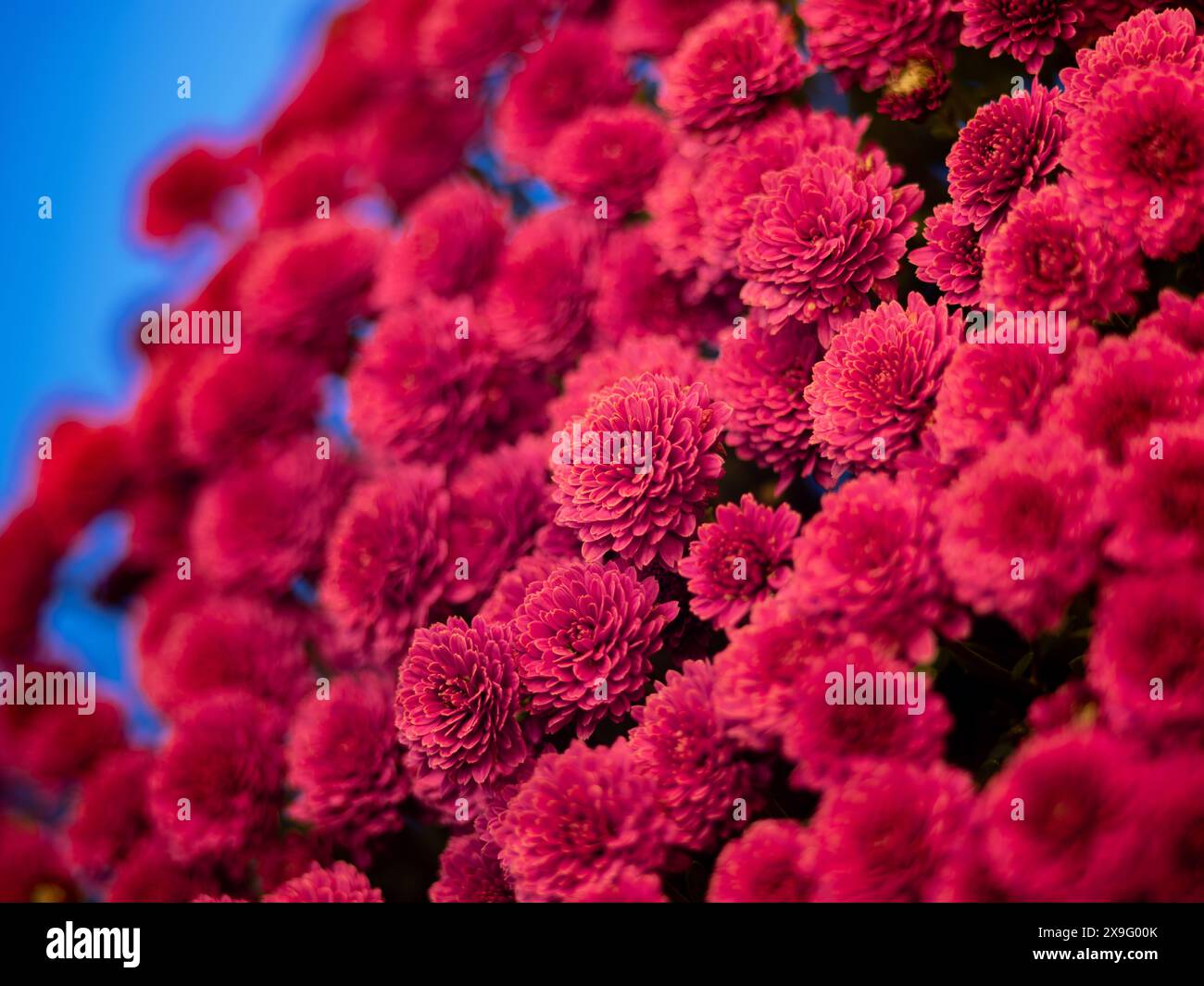 bellissimi crisantemi su sfondo blu Foto Stock