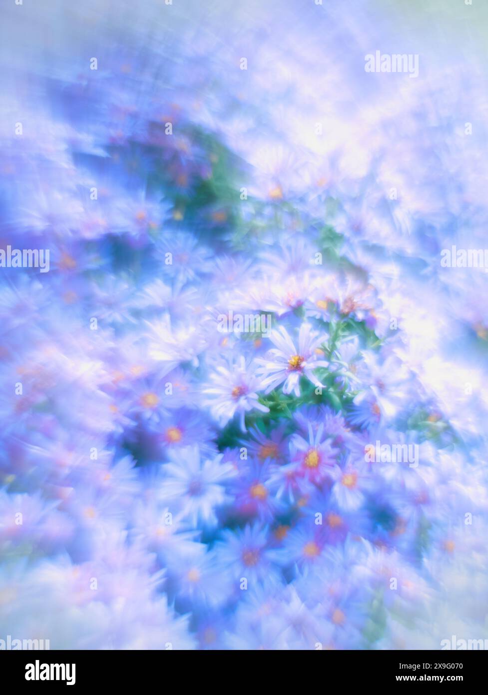 bellissimo sfondo astratto di primavera, splendido cespuglio di fiori di crisantemo con bellissimo bokeh Foto Stock