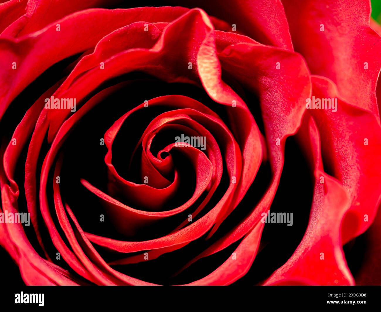 macro di un bocciolo di rosa rosso Foto Stock
