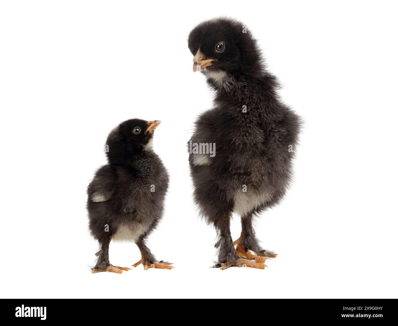 un piccolo pollo guarda quello grande isolato su sfondo bianco Foto Stock
