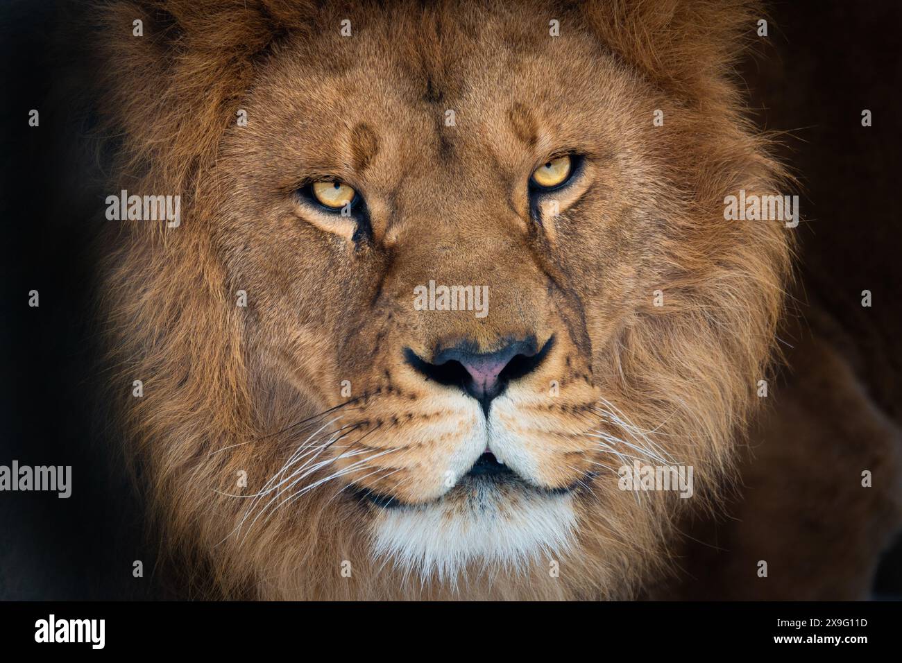 ritratto di un bellissimo leone isolato su sfondo bianco Foto Stock