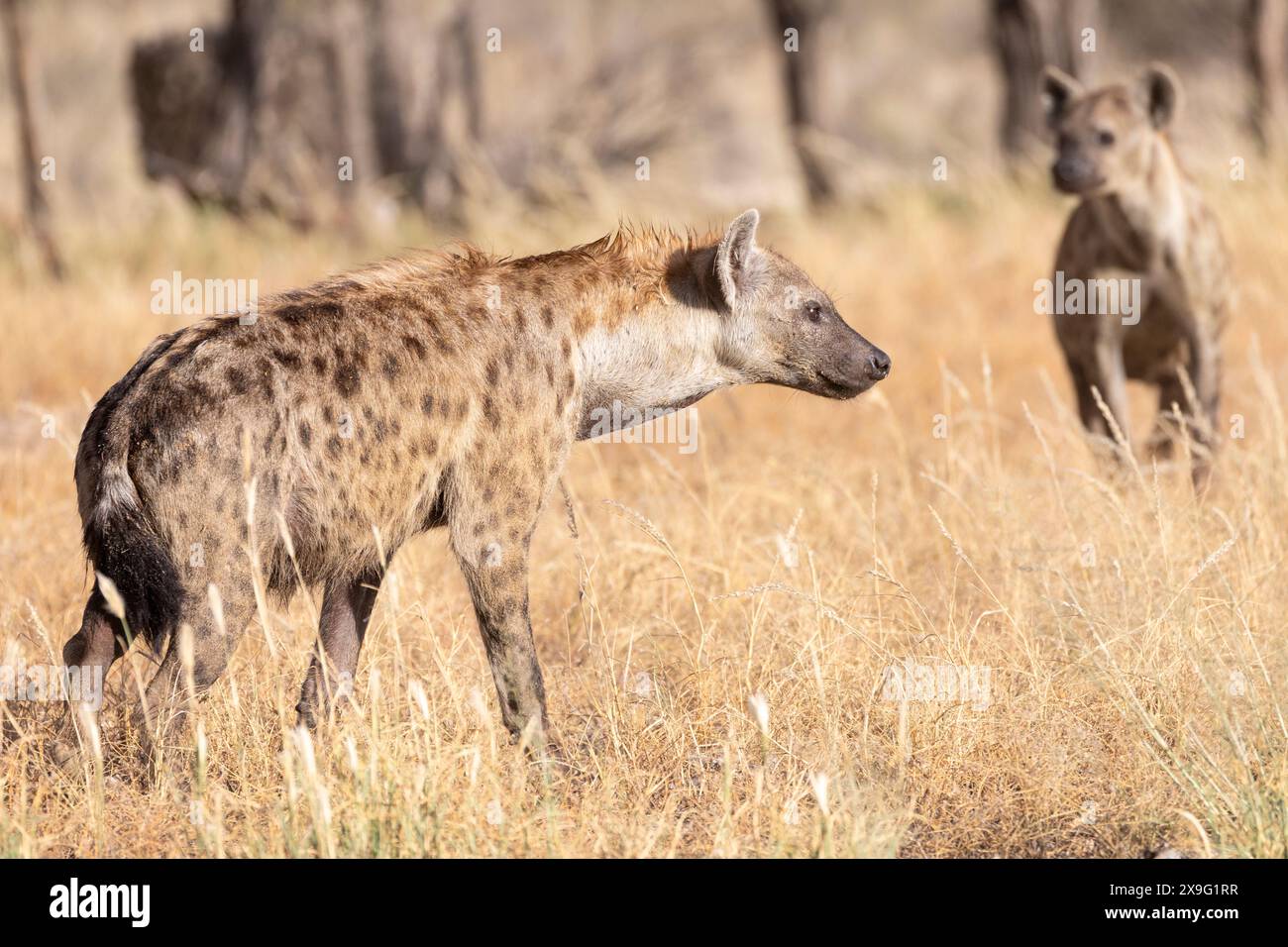 Hyena maculata (Crocuta crocuta) o donna dominante Hyena che ride, Kgalagadi Transborder Park, Kalahari, Northern Cape, Sud Africa in praterie Foto Stock