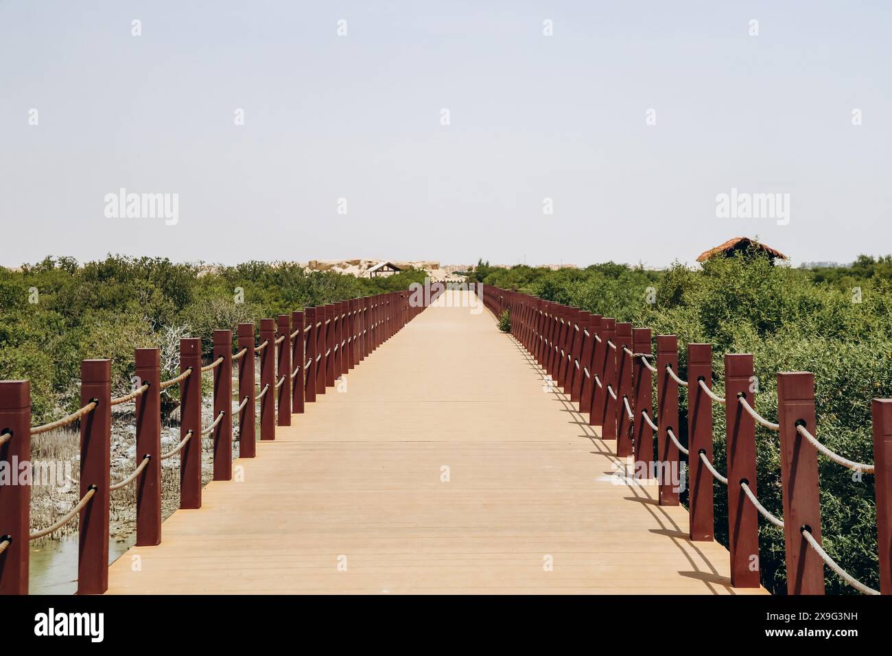 Foreste di mangrovie, una delle meraviglie naturali del Qatar Foto Stock