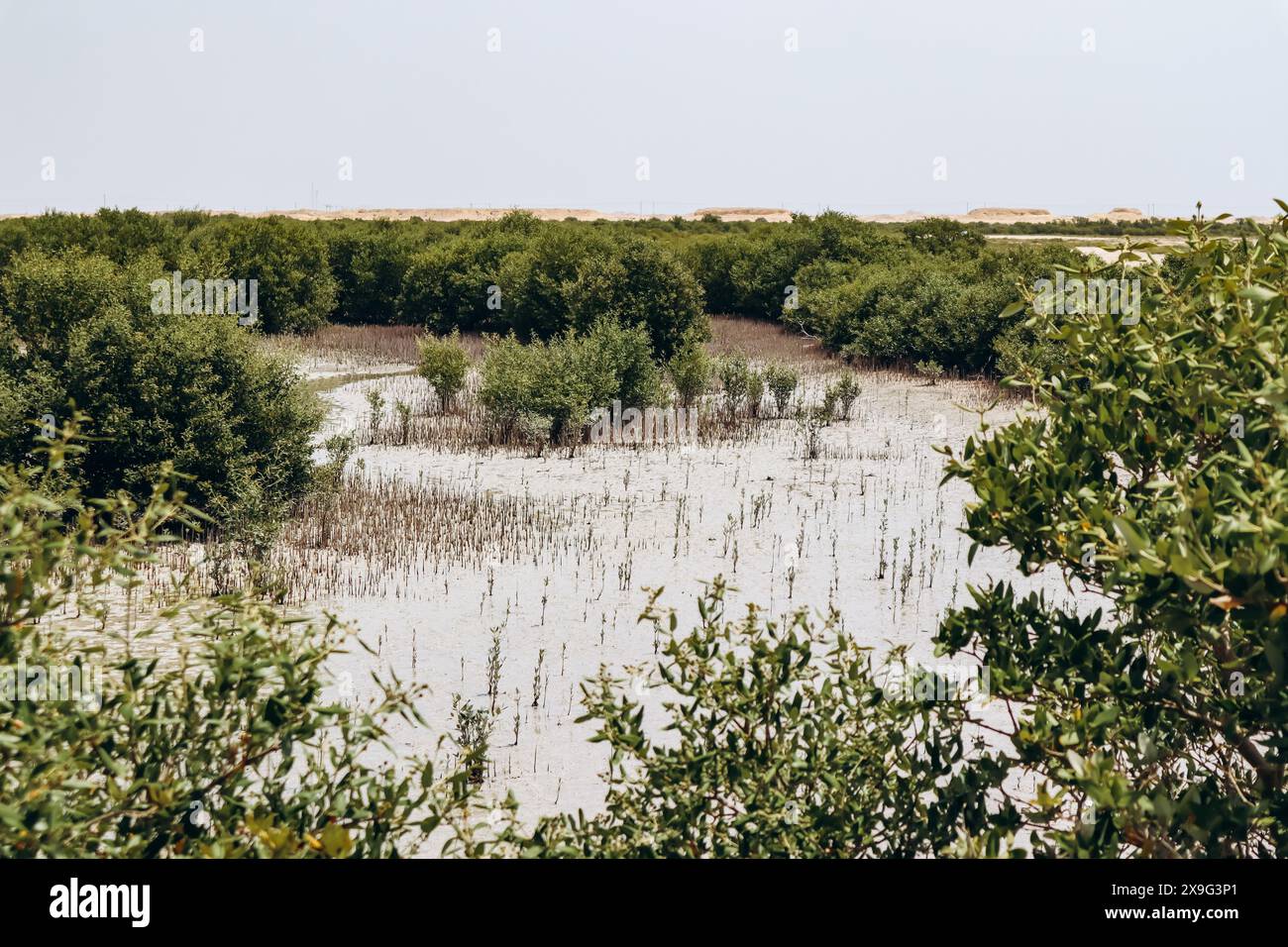 Foreste di mangrovie, una delle meraviglie naturali del Qatar Foto Stock