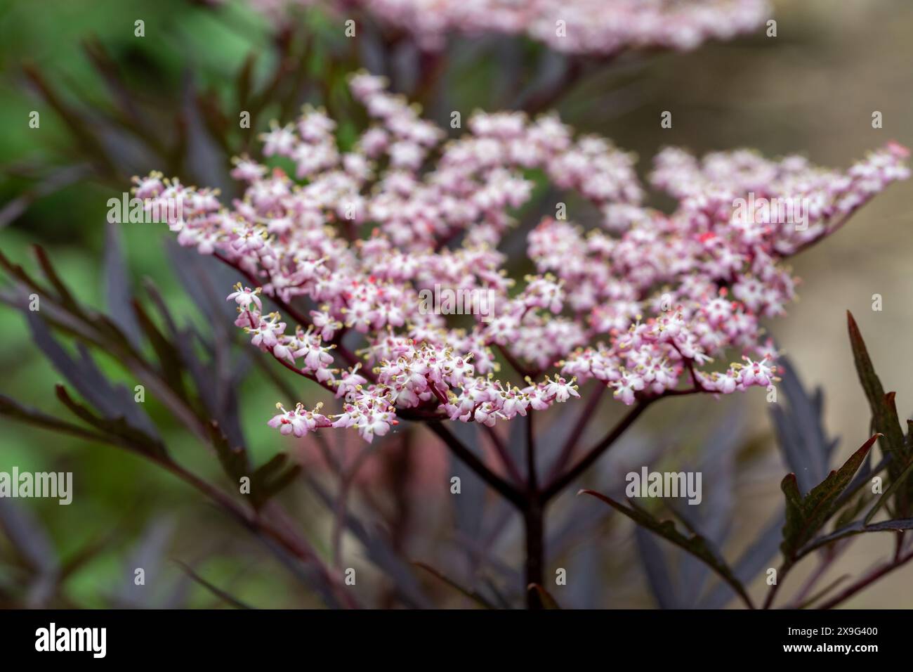Sambucus nigra ‚Black Beauty" fiori nel giardino Foto Stock