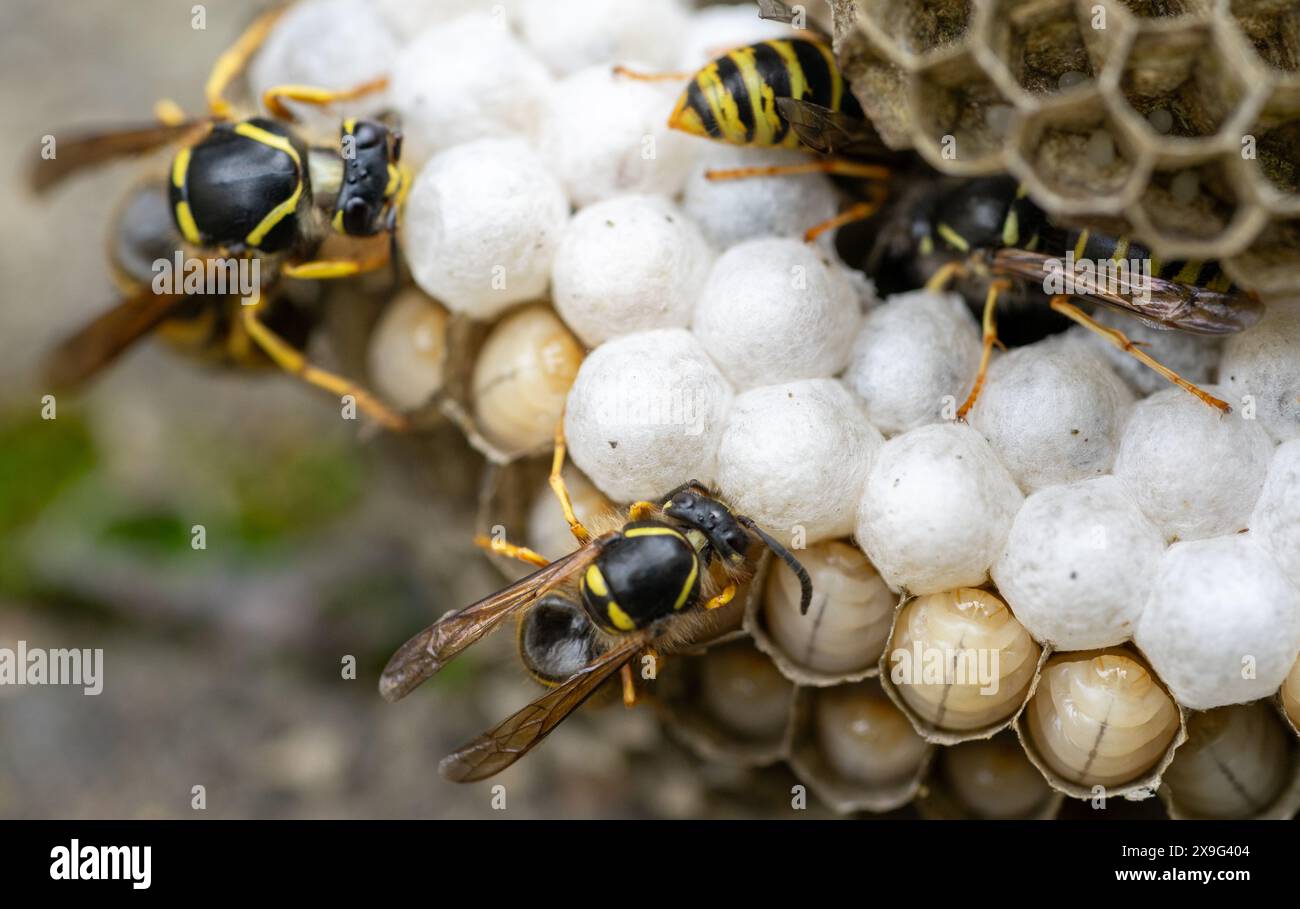 Vespe nel nido che schiudono i giovani nella fauna selvatica Foto Stock