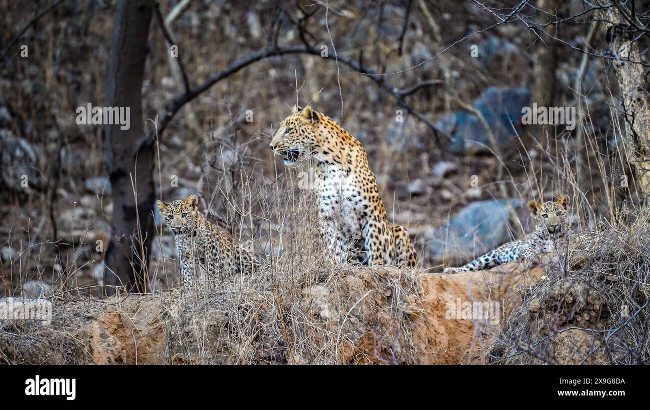 Leopardo indiano a Jhalana Foto Stock