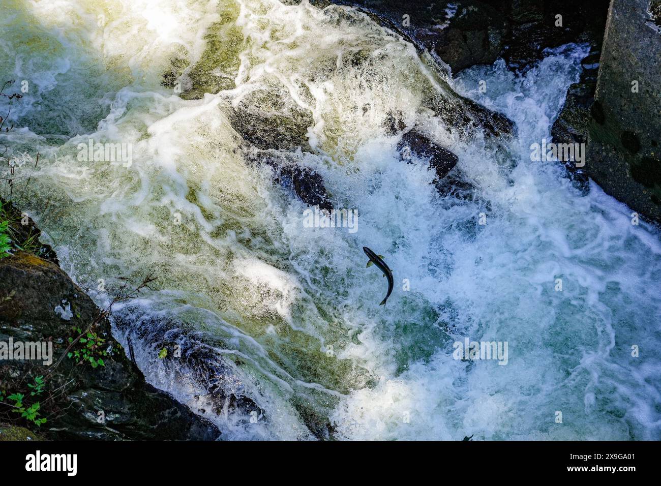 Salmoni che nuotano a monte nel Ketchikan Creek in Alaska per andare a riprodursi - un grande gruppo di salmoni chinook alla fine del loro ciclo di vita combattendo Foto Stock