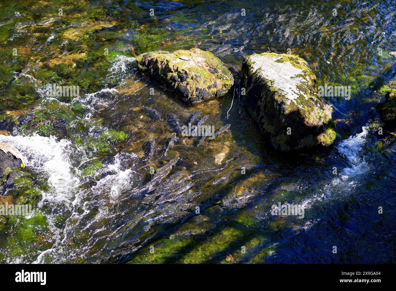 Salmoni che nuotano a monte nel Ketchikan Creek in Alaska per andare a riprodursi - un grande gruppo di salmoni chinook alla fine del loro ciclo di vita combattendo Foto Stock