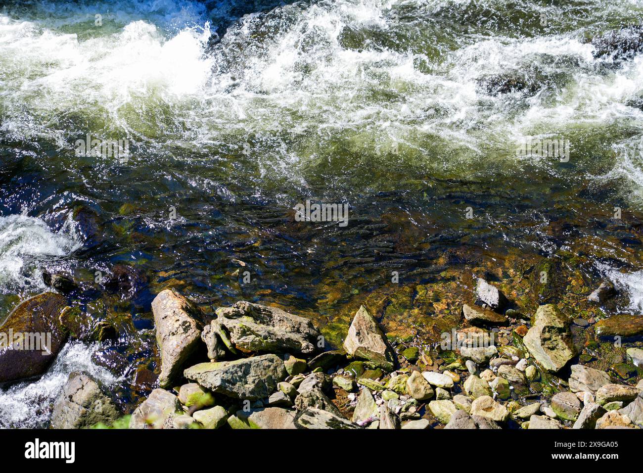 Salmoni che nuotano a monte nel Ketchikan Creek in Alaska per andare a riprodursi - un grande gruppo di salmoni chinook alla fine del loro ciclo di vita combattendo Foto Stock