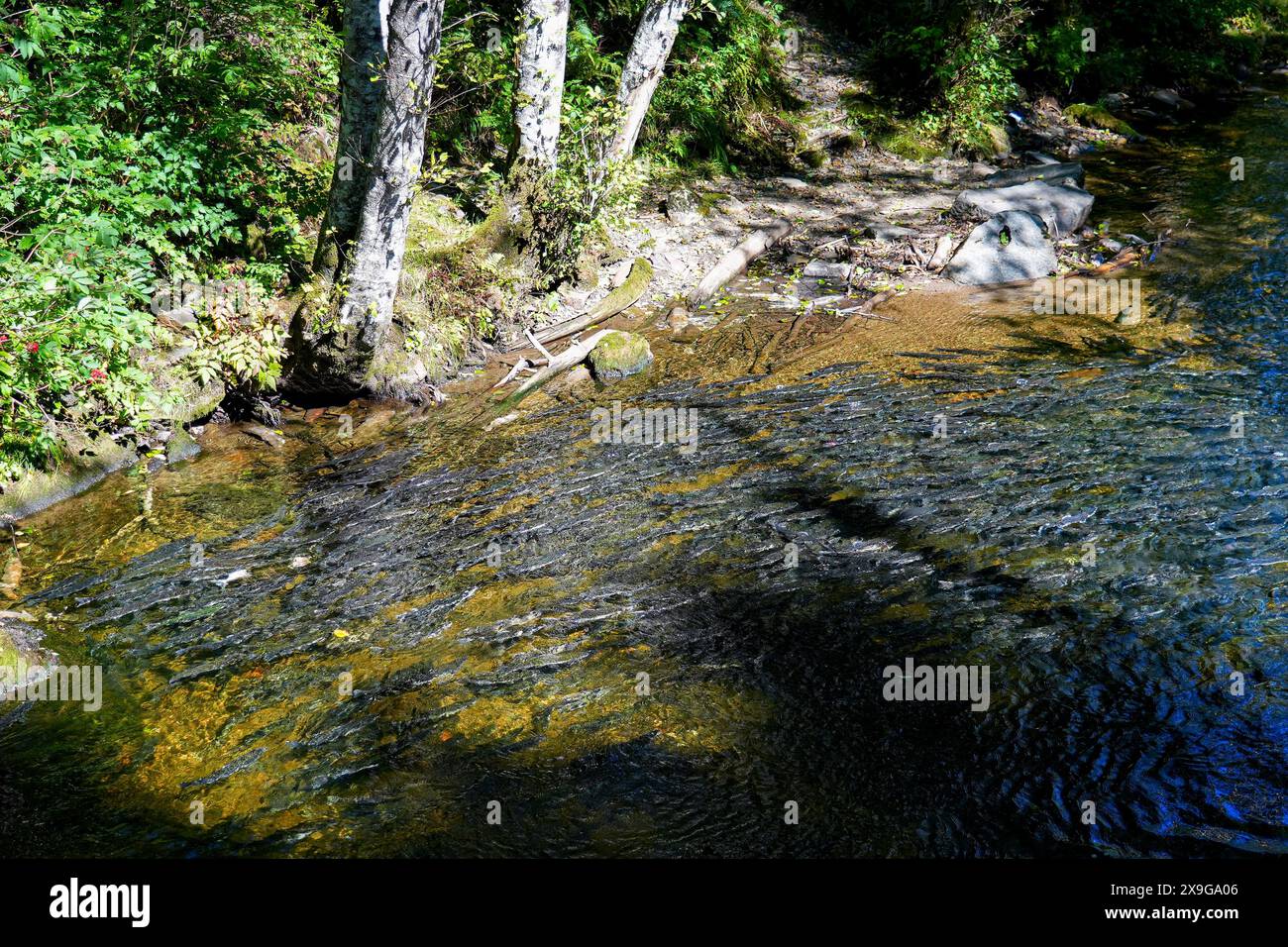 Salmoni che nuotano a monte nel Ketchikan Creek in Alaska per andare a riprodursi - un grande gruppo di salmoni chinook alla fine del loro ciclo di vita combattendo Foto Stock