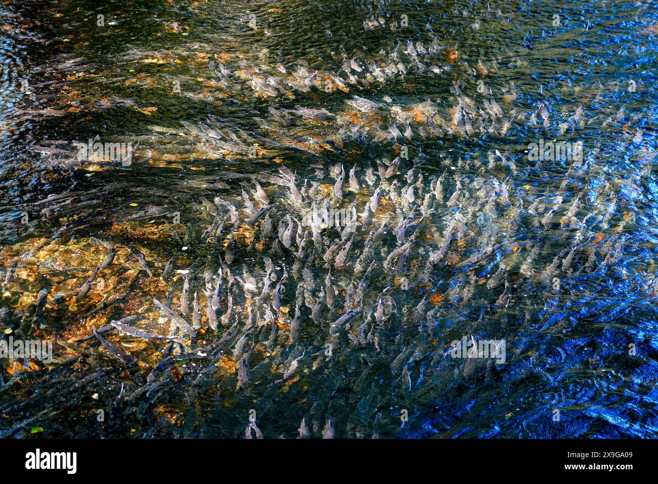 Salmoni che nuotano a monte nel Ketchikan Creek in Alaska per andare a riprodursi - un grande gruppo di salmoni chinook alla fine del loro ciclo di vita combattendo Foto Stock