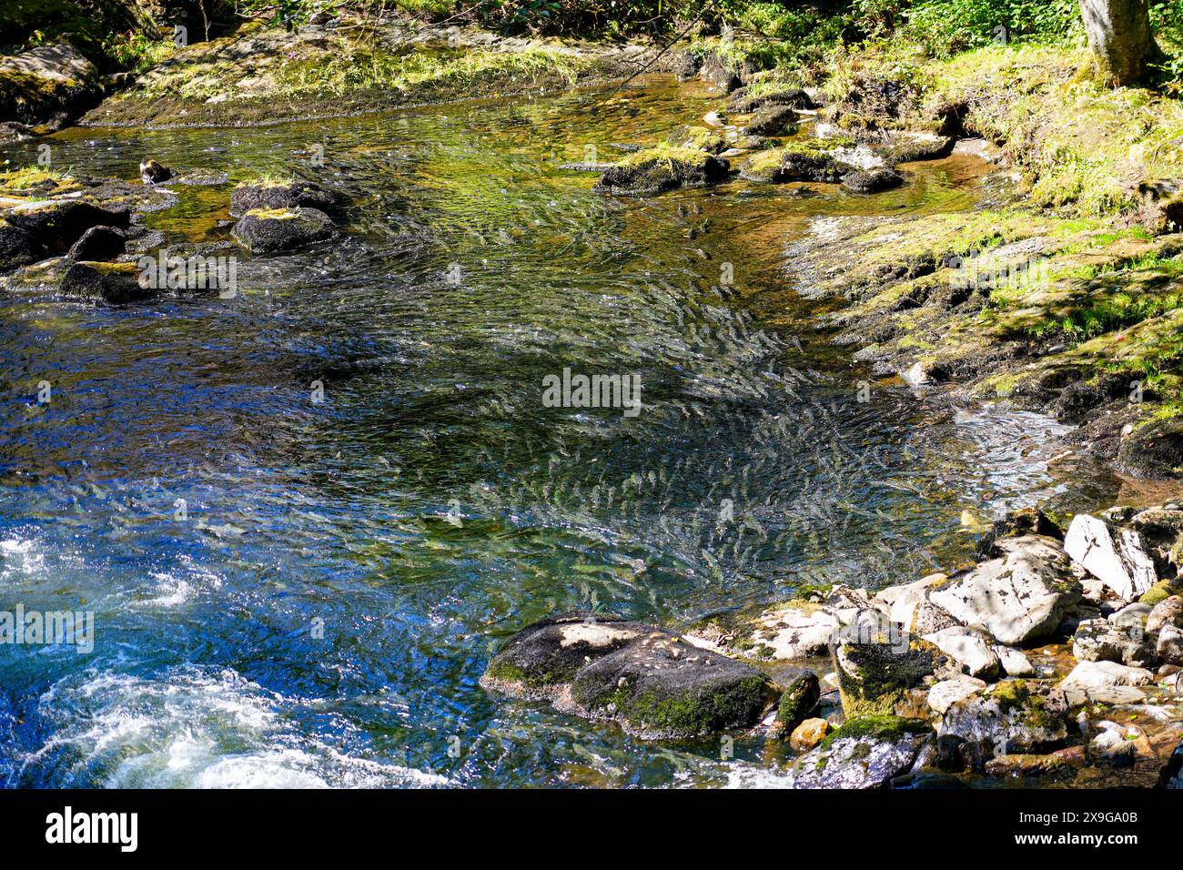 Salmoni che nuotano a monte nel Ketchikan Creek in Alaska per andare a riprodursi - un grande gruppo di salmoni chinook alla fine del loro ciclo di vita combattendo Foto Stock