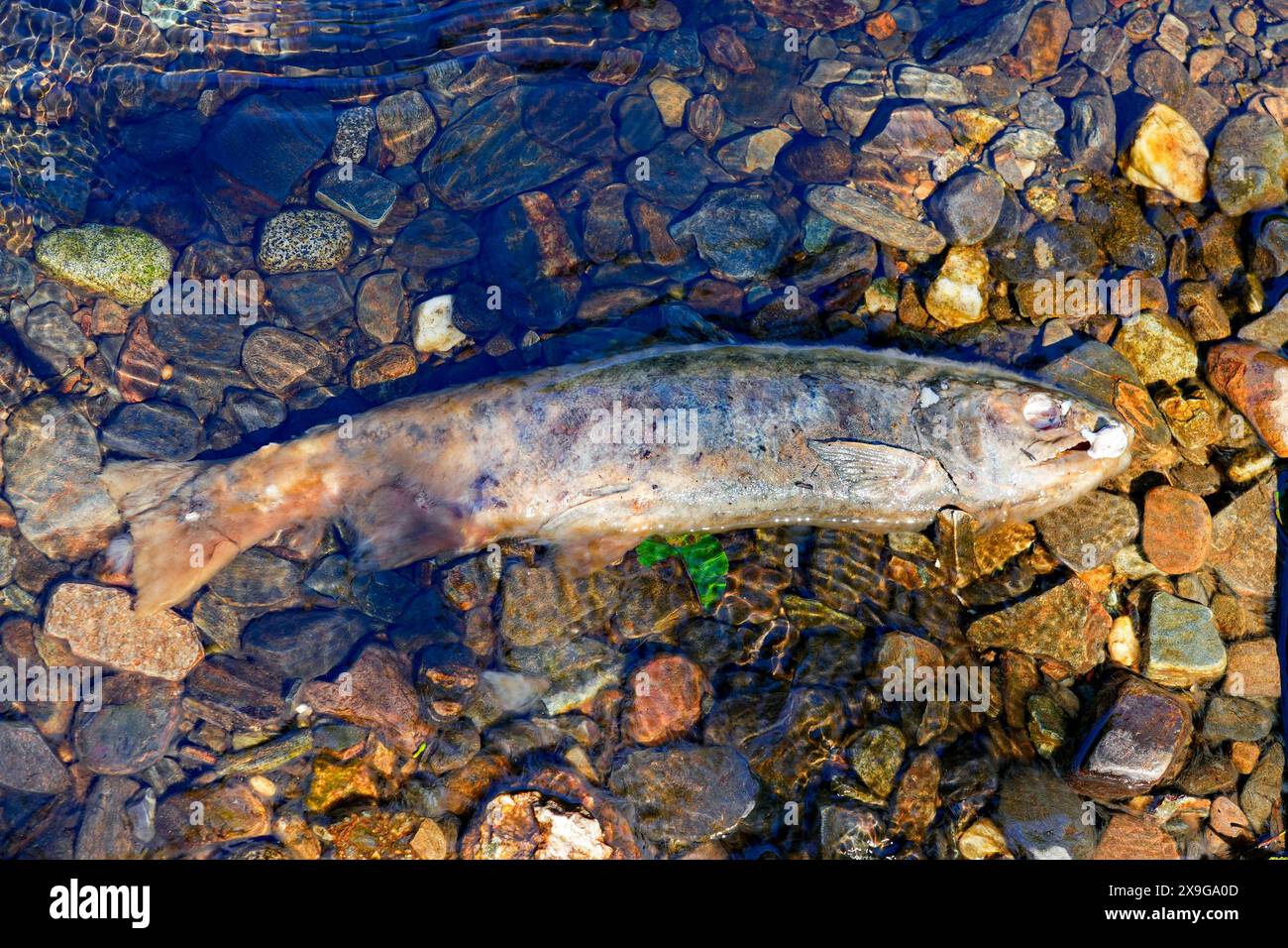 Cadavere di un salmone chinook bloccato sulle rive del Ketchikan Creek. È morto di stanchezza mentre nuotava contro la corrente per andare a riprodursi dove Foto Stock