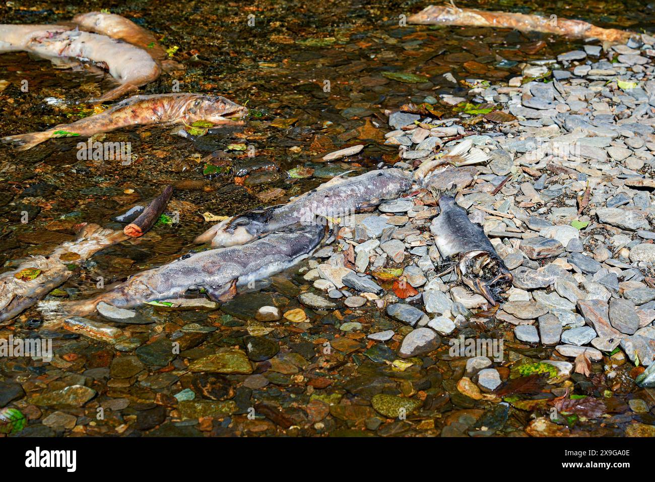 Cadavere di un salmone chinook bloccato sulle rive del Ketchikan Creek. È morto di stanchezza mentre nuotava contro la corrente per andare a riprodursi dove Foto Stock