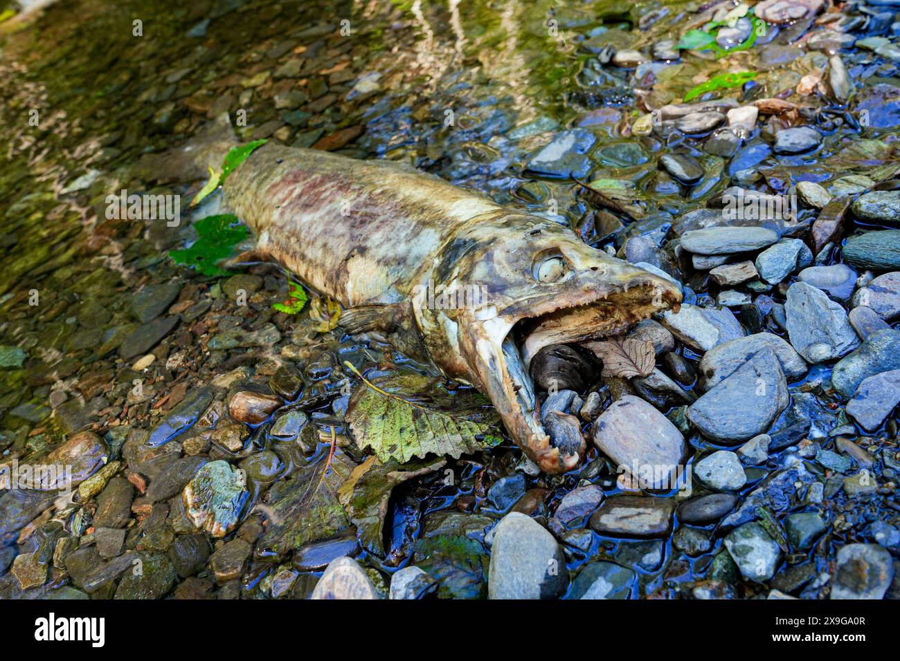 Cadavere di un salmone chinook bloccato sulle rive del Ketchikan Creek. È morto di stanchezza mentre nuotava contro la corrente per andare a riprodursi dove Foto Stock