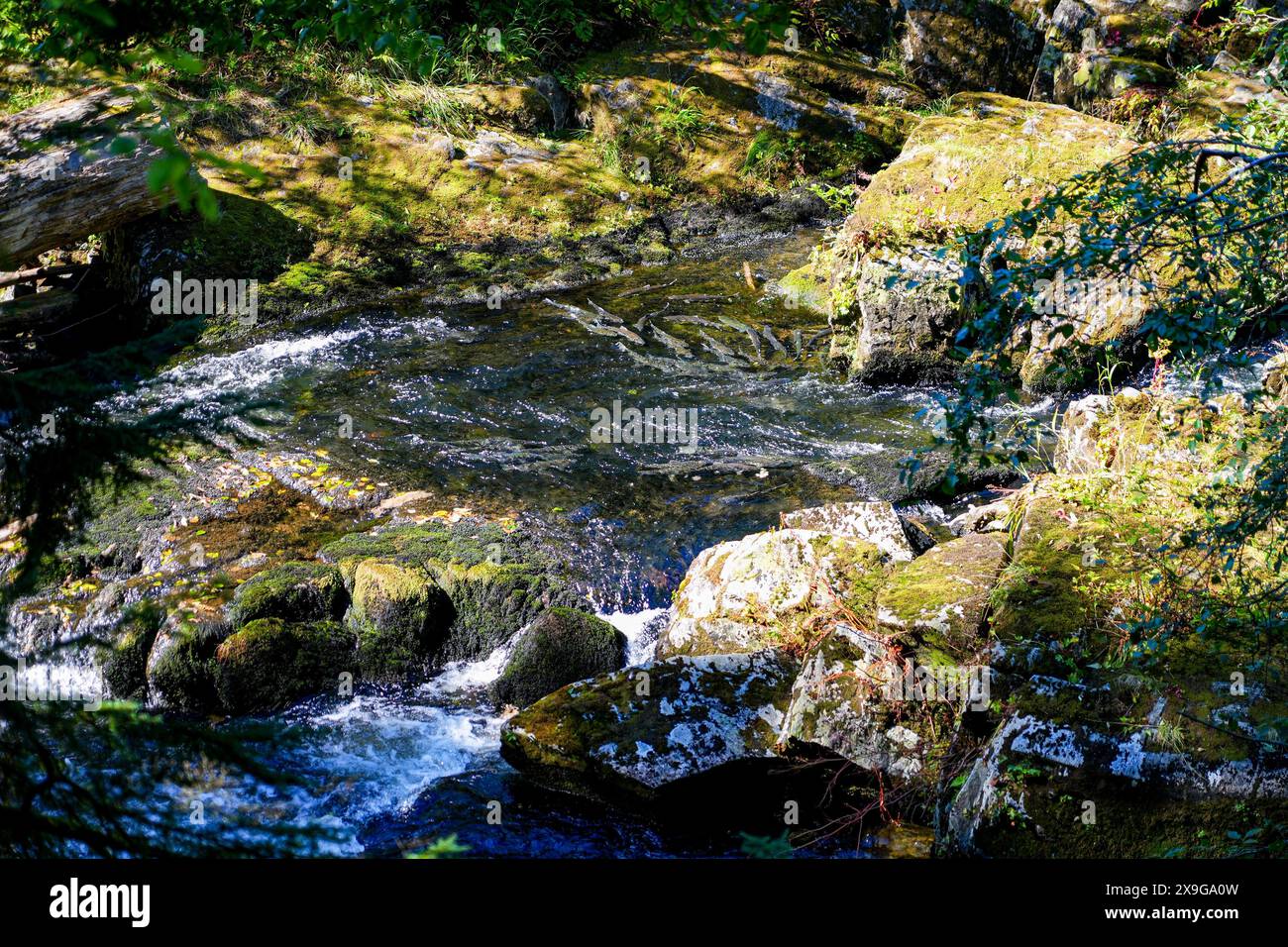 Salmoni che nuotano a monte nel Ketchikan Creek in Alaska per andare a riprodursi - un grande gruppo di salmoni chinook alla fine del loro ciclo di vita combattendo Foto Stock