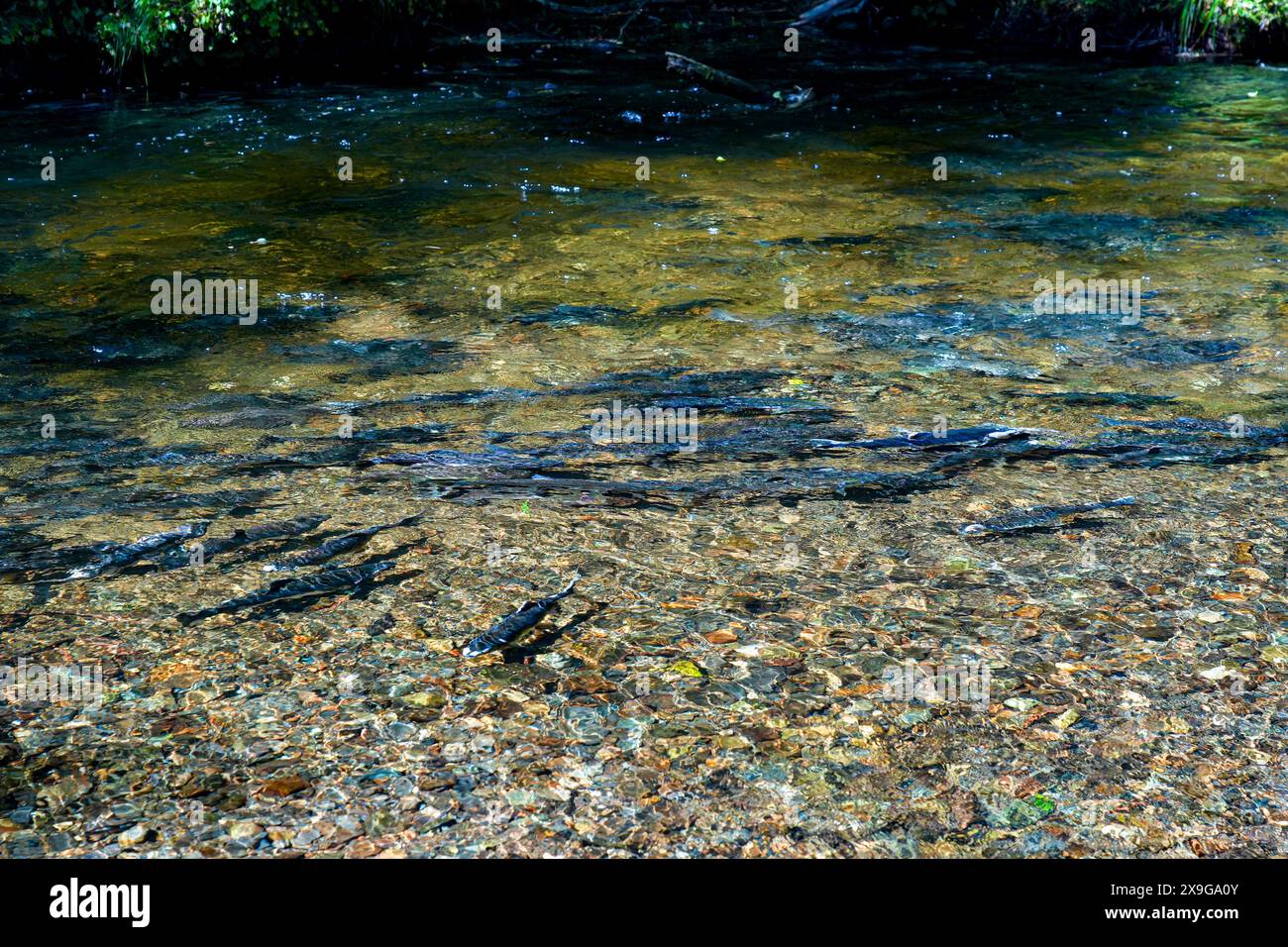 Salmoni che nuotano a monte nel Ketchikan Creek in Alaska per andare a riprodursi - un grande gruppo di salmoni chinook alla fine del loro ciclo di vita combattendo Foto Stock