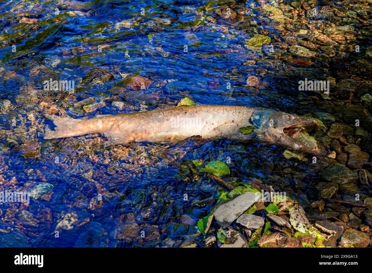 Cadavere di un salmone chinook bloccato sulle rive del Ketchikan Creek. È morto di stanchezza mentre nuotava contro la corrente per andare a riprodursi dove Foto Stock