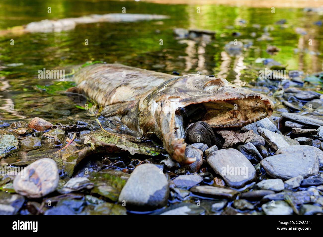 Cadavere di un salmone chinook bloccato sulle rive del Ketchikan Creek. È morto di stanchezza mentre nuotava contro la corrente per andare a riprodursi dove Foto Stock