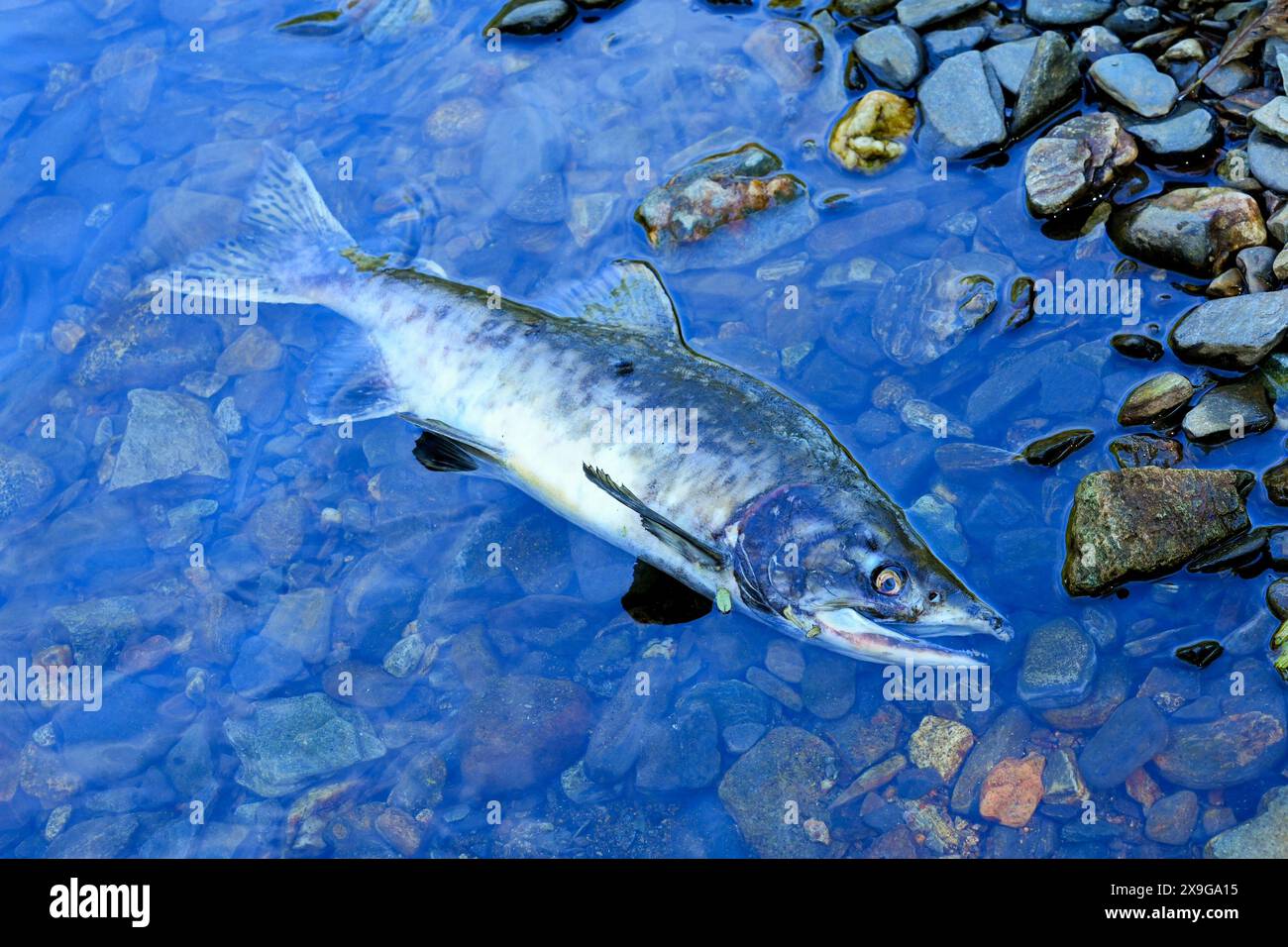 Cadavere di un salmone chinook bloccato sulle rive del Ketchikan Creek. È morto di stanchezza mentre nuotava contro la corrente per andare a riprodursi dove Foto Stock