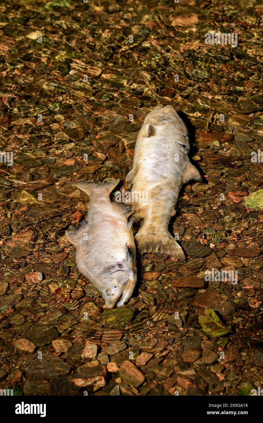 Cadavere di un salmone chinook bloccato sulle rive del Ketchikan Creek. È morto di stanchezza mentre nuotava contro la corrente per andare a riprodursi dove Foto Stock