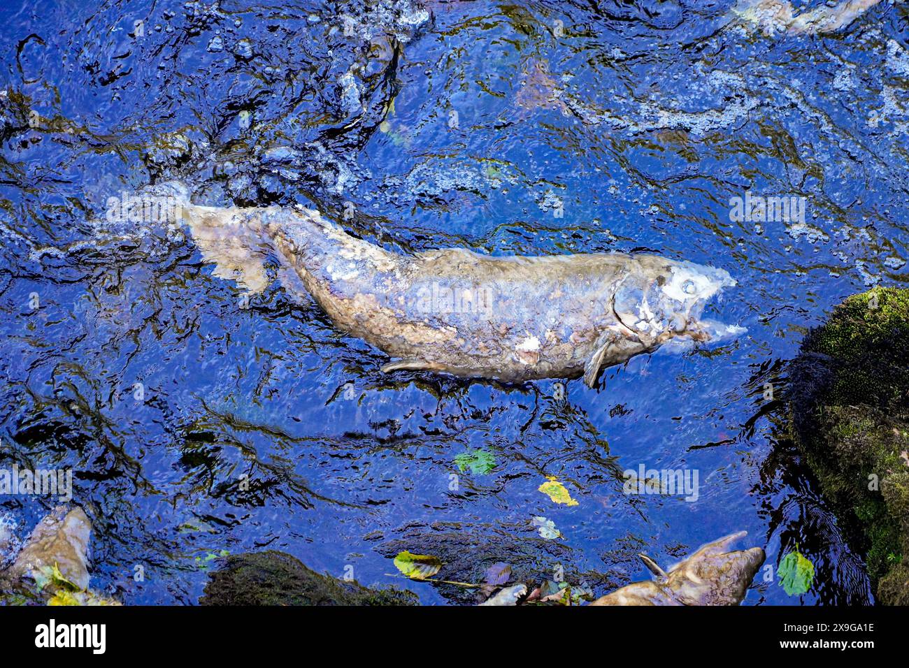 Cadavere di un salmone chinook bloccato sulle rive del Ketchikan Creek. È morto di stanchezza mentre nuotava contro la corrente per andare a riprodursi dove Foto Stock