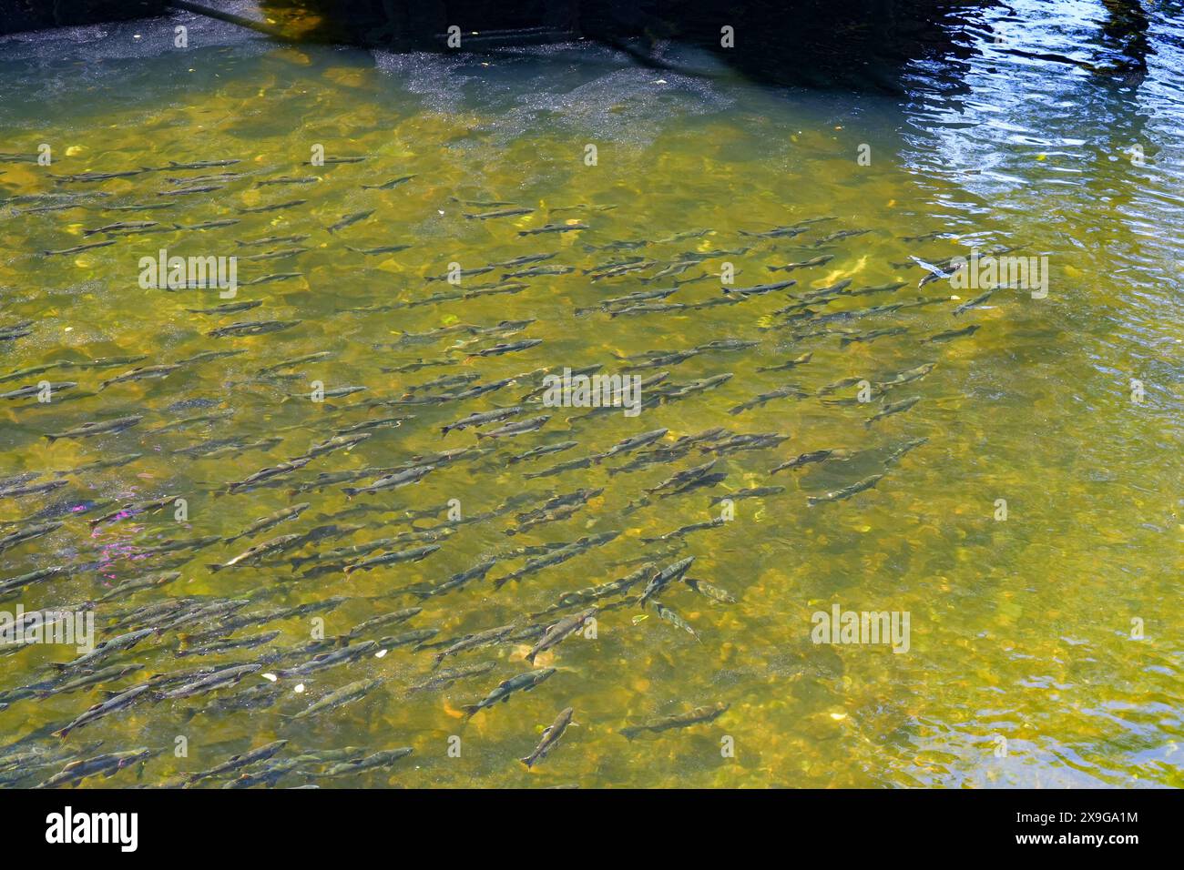 Salmoni che nuotano a monte nel Ketchikan Creek in Alaska per andare a riprodursi - un grande gruppo di salmoni chinook alla fine del loro ciclo di vita combattendo Foto Stock
