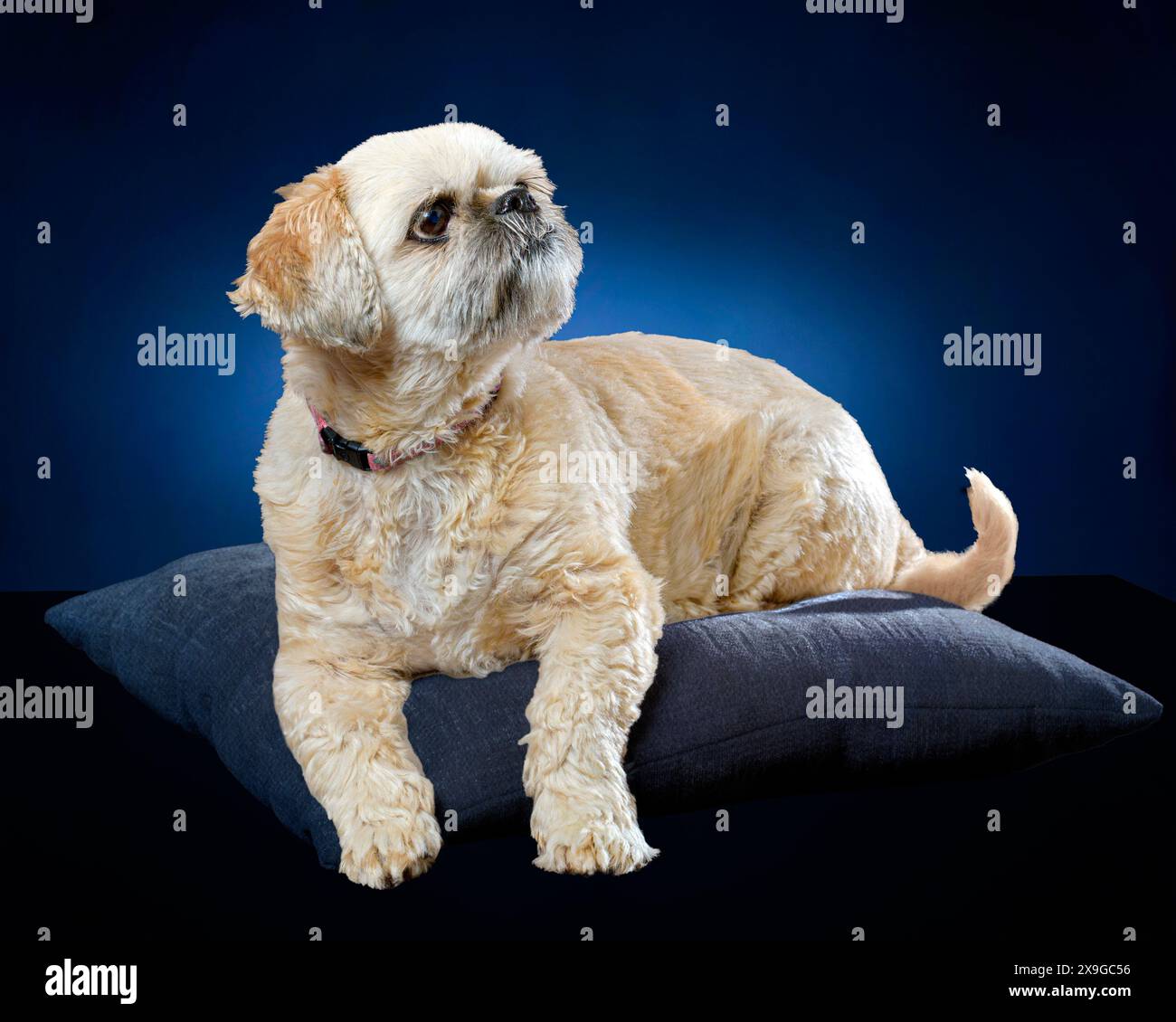 Immagine orizzontale di un rilassato shih tzu dorato adagiato su un cuscino blu su sfondo blu. Foto Stock