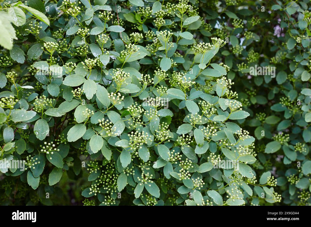 Cespuglio di fiori non maturo Spiraea Vanhouttei al parco. Bella pianta ornamentale in primavera Foto Stock