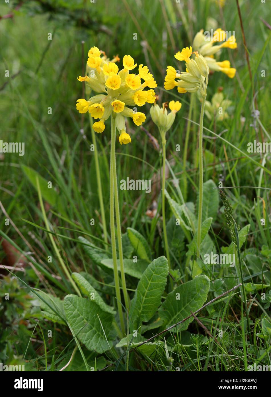 Cowslip, Primula veris, Primulaceae. Un comune Fiore selvatico britannico. Aston Clinton Ragpits, Buckinghamshire, Regno Unito. Foto Stock