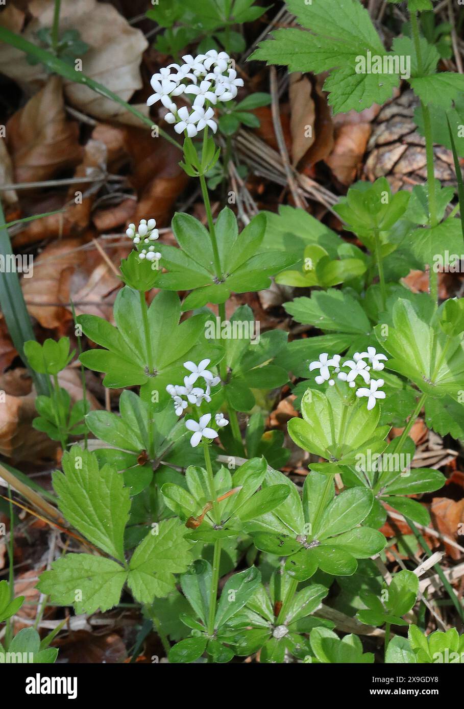 Woodruff, Galium odoratum, Rubiaceae. Aston Clinton Ragpits, Buckinghamshire, Regno Unito. Foto Stock