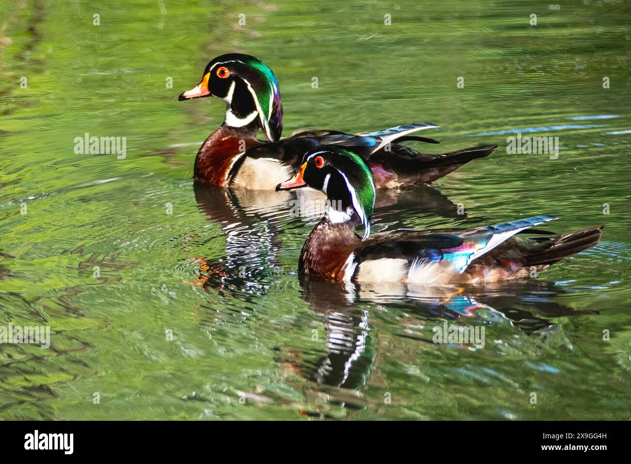 due anatre di legno drake sullo stagno di acqua dolce Foto Stock
