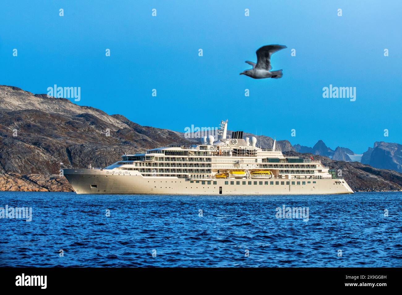 Polar skua Bird and the silversea Endeavor nella costa della Groenlandia orientale nel villaggio di Aappilattoq, Groenlandia meridionale, Mar Artico. Foto Stock