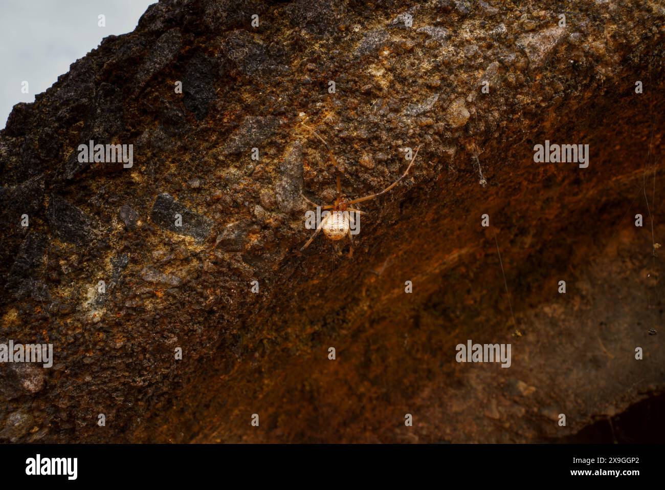 Ragno su cemento Foto Stock