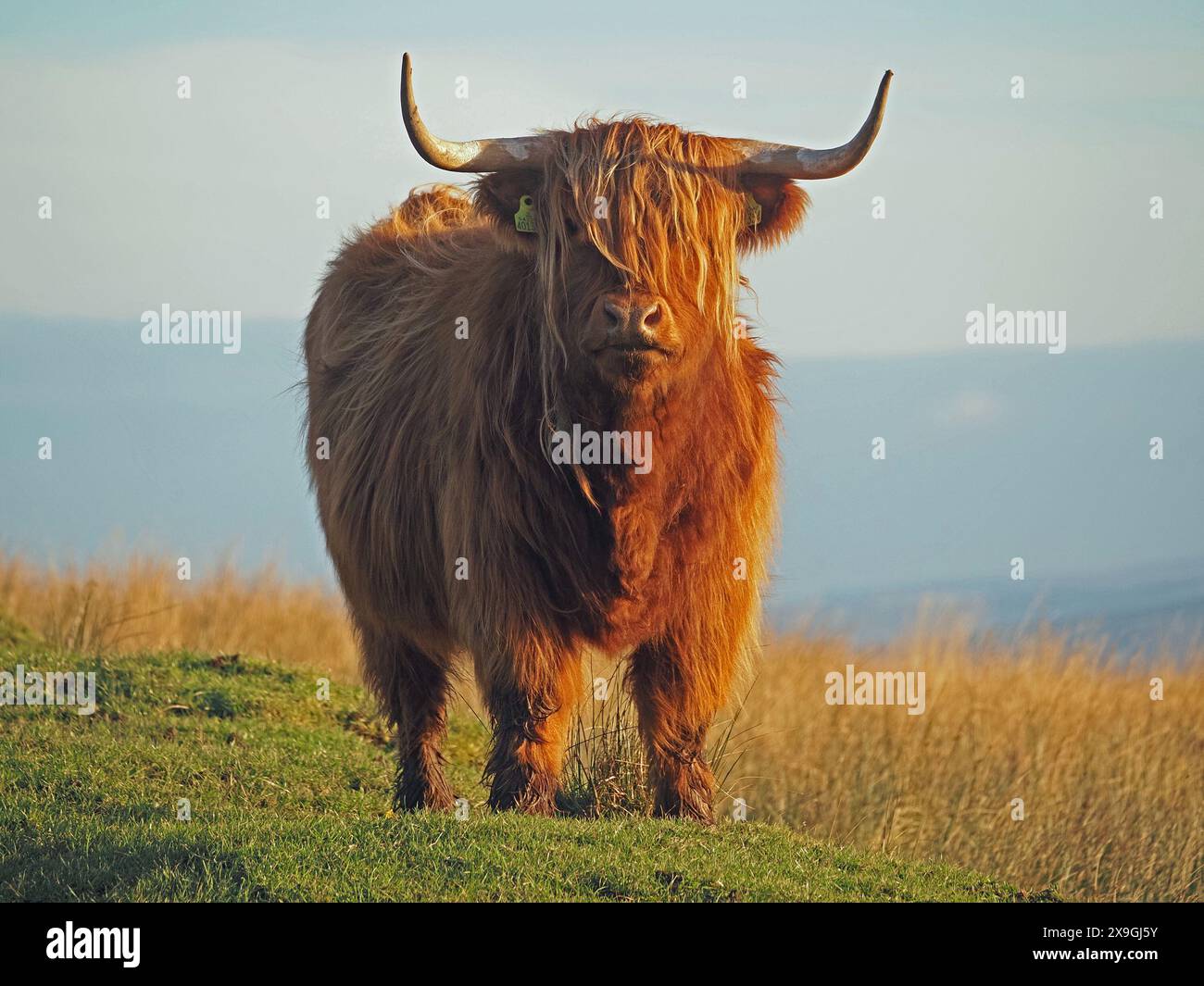 Ritratto del bestiame delle Highland con imponenti corna affilate e cappotto ruvido in pieno sole North Yorkshire, Inghilterra, Regno Unito Foto Stock