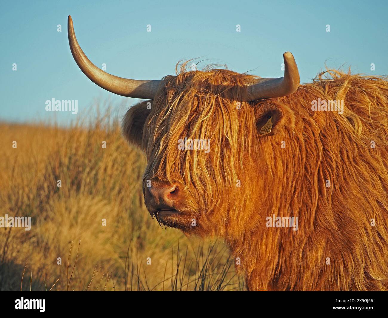 Ritratto del bestiame delle Highland con imponenti corna affilate e cappotto ruvido in pieno sole North Yorkshire, Inghilterra, Regno Unito Foto Stock