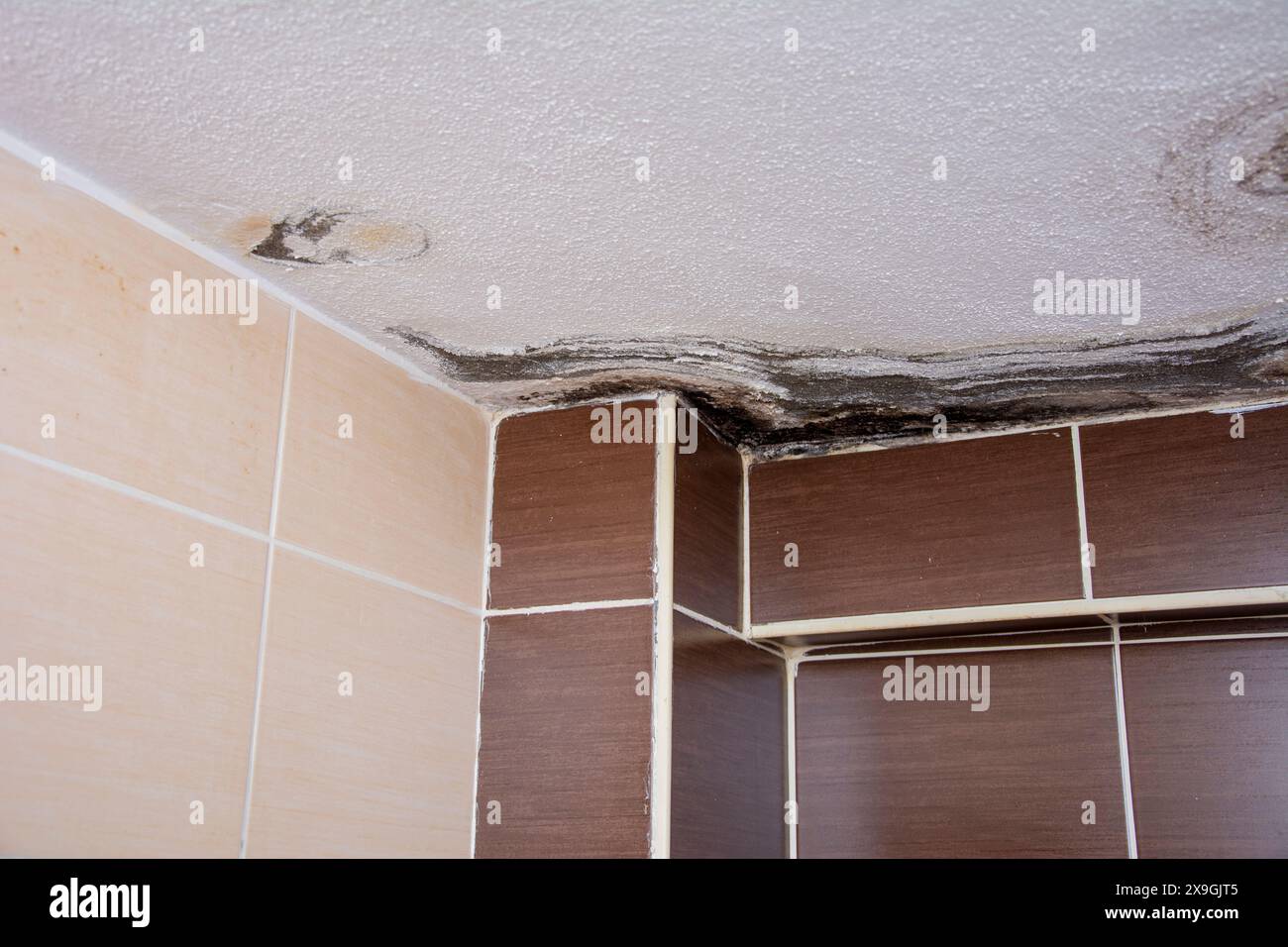 La muffa cresce sul soffitto del bagno Foto Stock