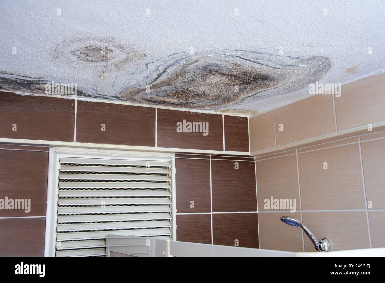 Muffe nel bagno causate da perdite di acqua sporca dal piano superiore Foto Stock