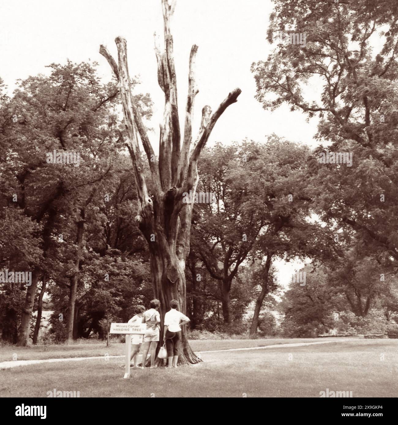 Moses Carver appeso l'albero al George Washington Carver National Monument a Diamond Grove, Missouri, dove Moses Carver (proprietario schiavo della madre di George Washington Carver) fu presumibilmente impiccato dai suoi pollici dall'albero da una banda prepotente nel tentativo di convincerlo a rivelare la posizione del suo oro. (USA) Foto Stock