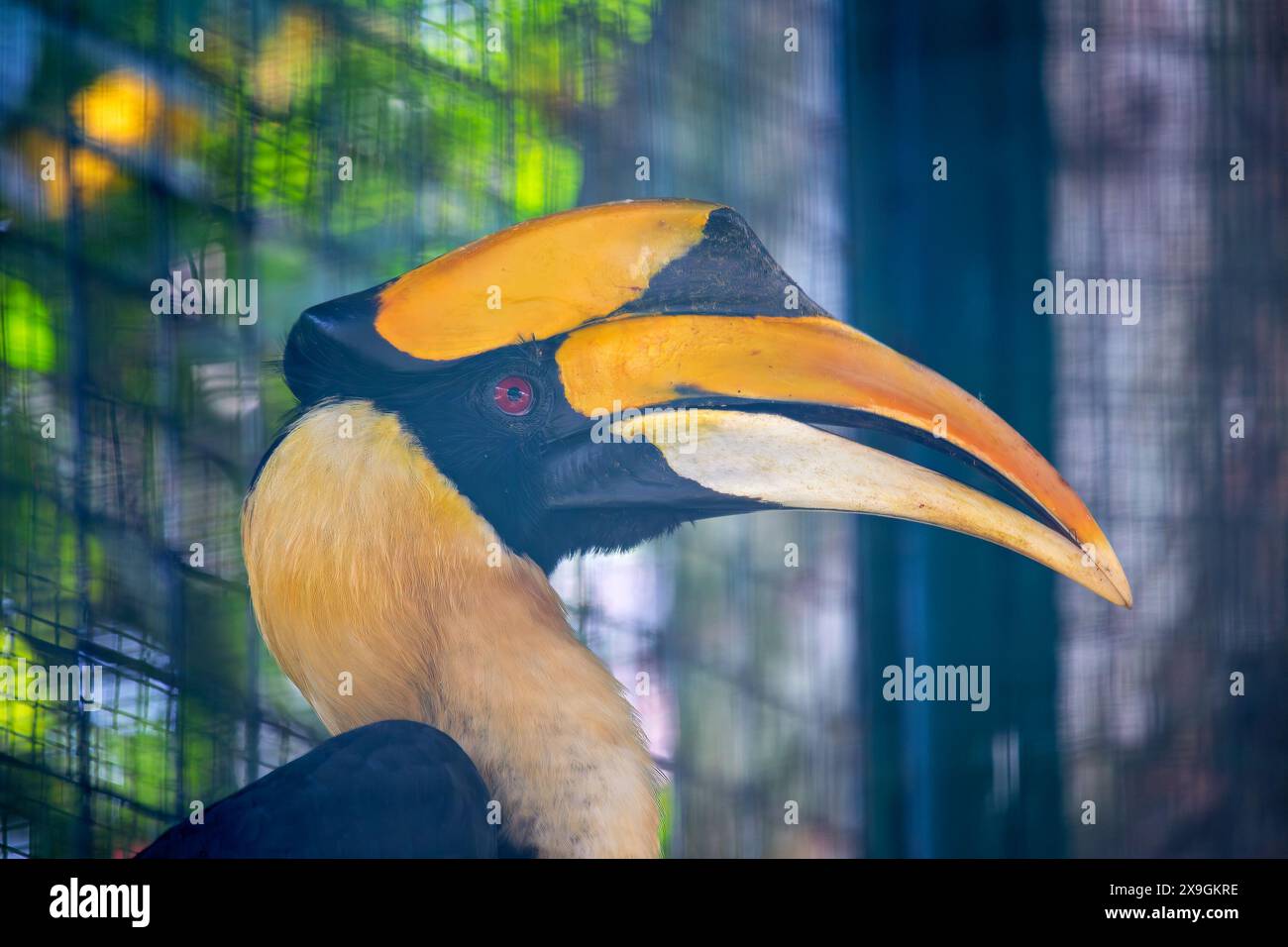 Il Great Hornbill, originario del sud e sud-est asiatico, sfoggia una grande cascata e un vivace piumaggio. Questa foto cattura la sua maestosa presenza in un tropto Foto Stock